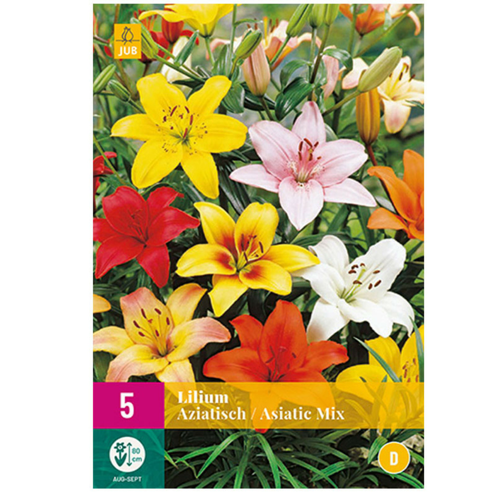Mélange de 5 lys aziatisch multicolore