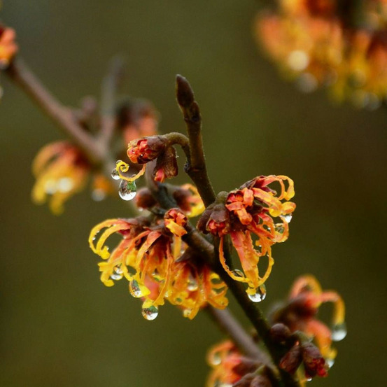 Hamamélis orange beauty, noisetier de sorcière pot de 4l - 40/60 cm