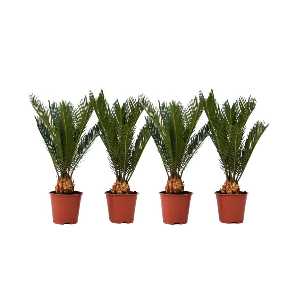 Sagou du japon - set de 4 - cycas revoluta - hauteur 45-60cm - ⌀15cm