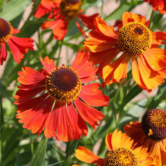 6 x hélénie 'moerheim beauty' - helenium 'moerheim beauty' - godet 9cm x 9cm