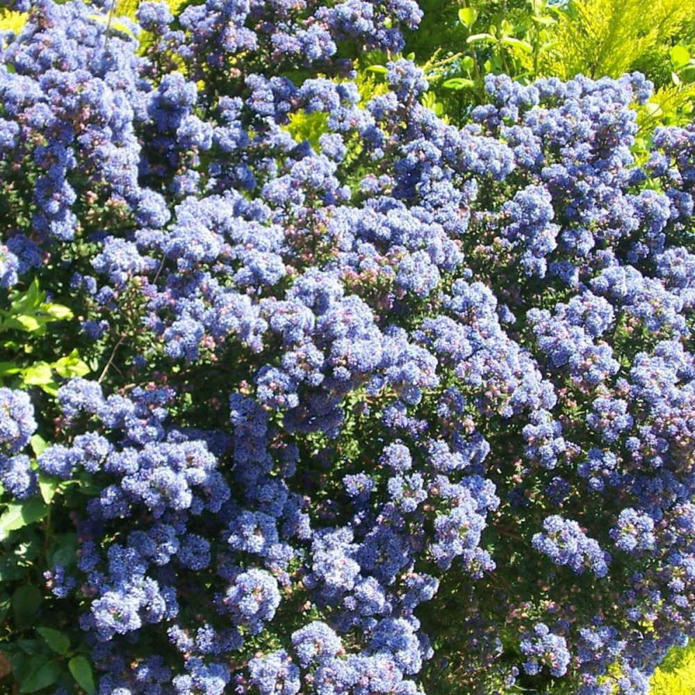 Céanothe, lilas de californie victoria pot de 3l - 20/40 cm