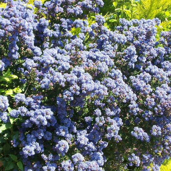 Céanothe, lilas de californie victoria pot de 3l - 20/40 cm
