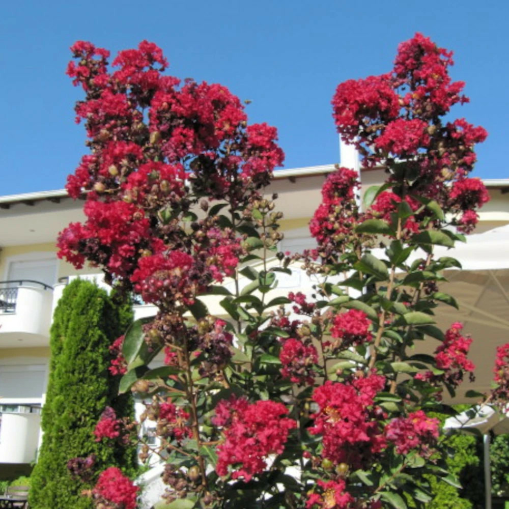Lilas des indes terrasse rouge, lagerstroemia pot de 3l - touffe