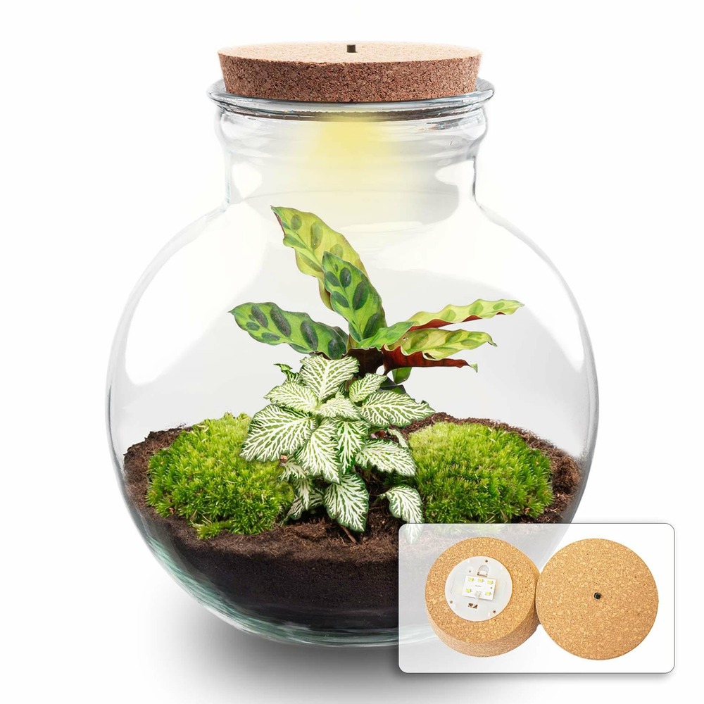Diy planten terrarium (avec licht) - teddy - avec led - ø25 cm