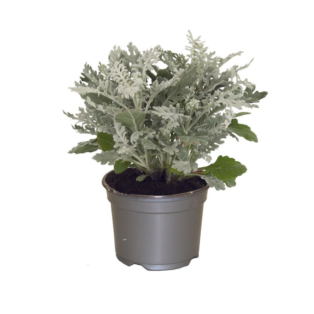 Cineraire maritime pot 10,5 cm