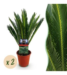Cycas revoluta – lot de 2 – pot 14 cm – hauteur 45 cm