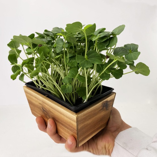 Graines de micro pousses d'hibiscus