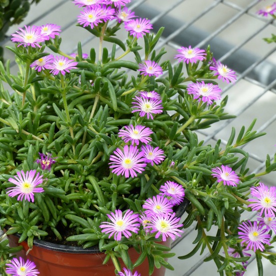 Pourpier 'wheels of wonder violet' godet de 8/9 cm