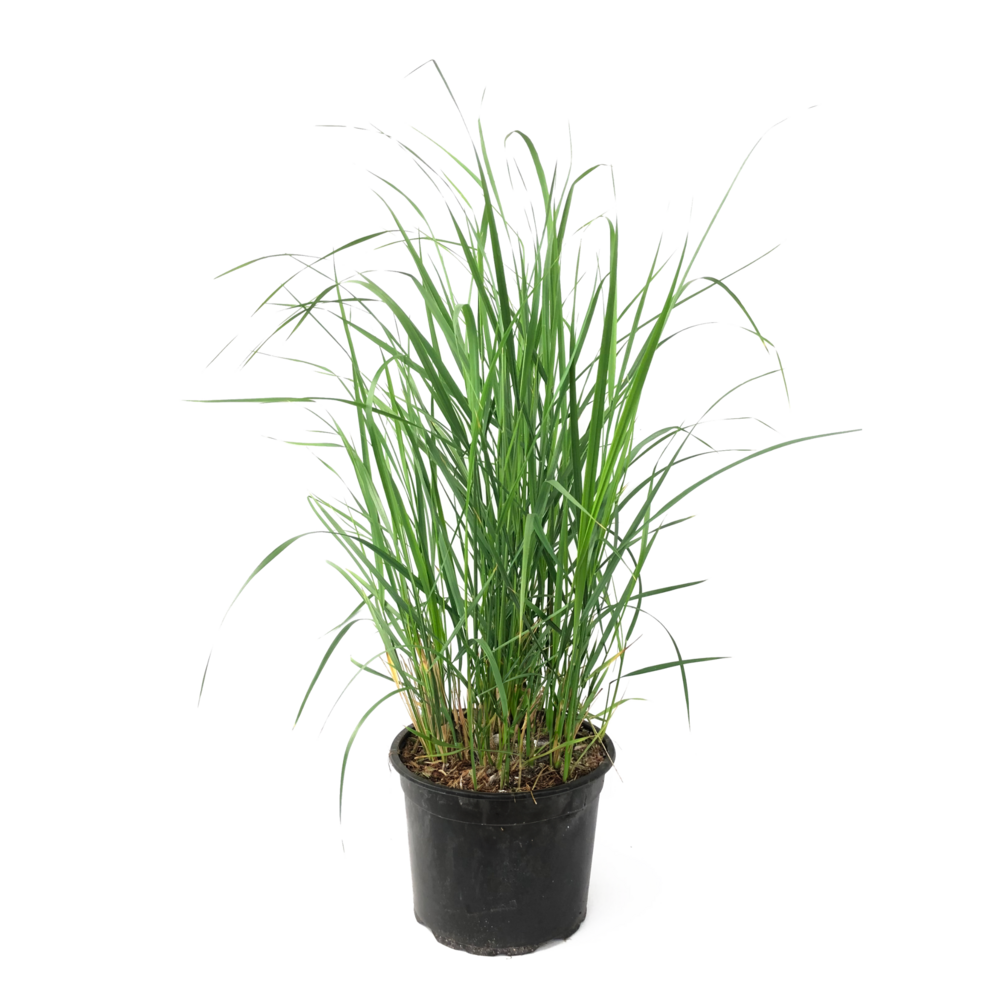 Calamagrostide - calamagrostis 'karl foerster' - hauteur 40-60cm - ⌀23cm