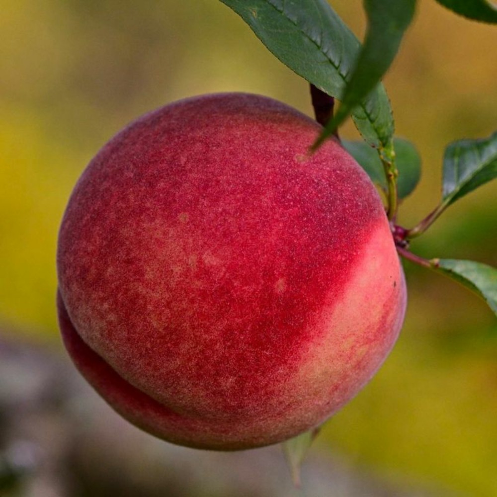 Pêcher sanguine 'durieux'