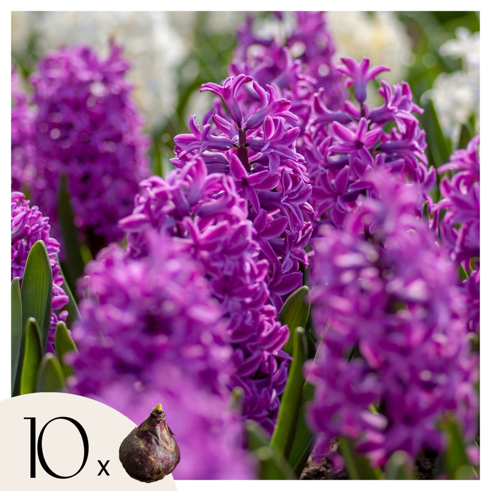 Bulbes de jacinthes - lot de 10 - hyacinthus 'purple voice' - bulbes à fleurs