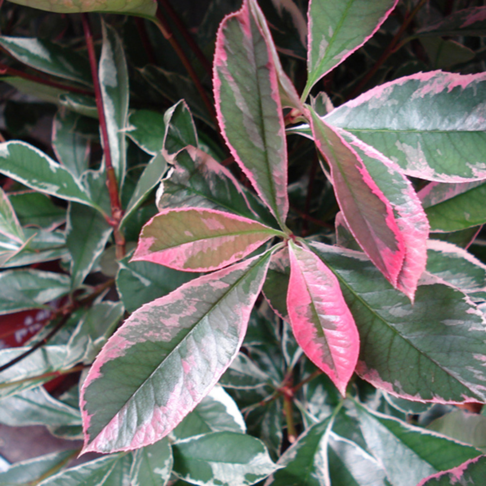 Photinia x fraseri 'pink marble'® pot de 7,5l/10l