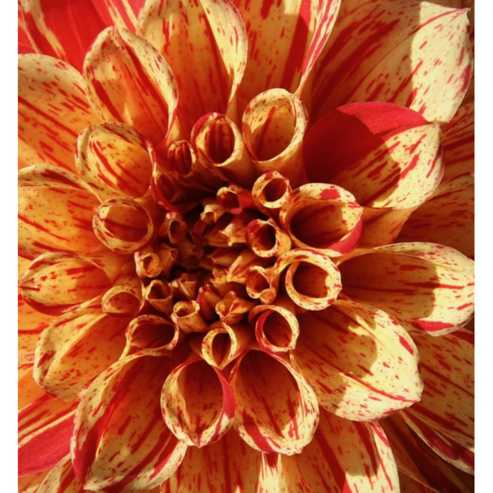 Bulbe de dahlia décoratif clown sachet de 1 bulbe
