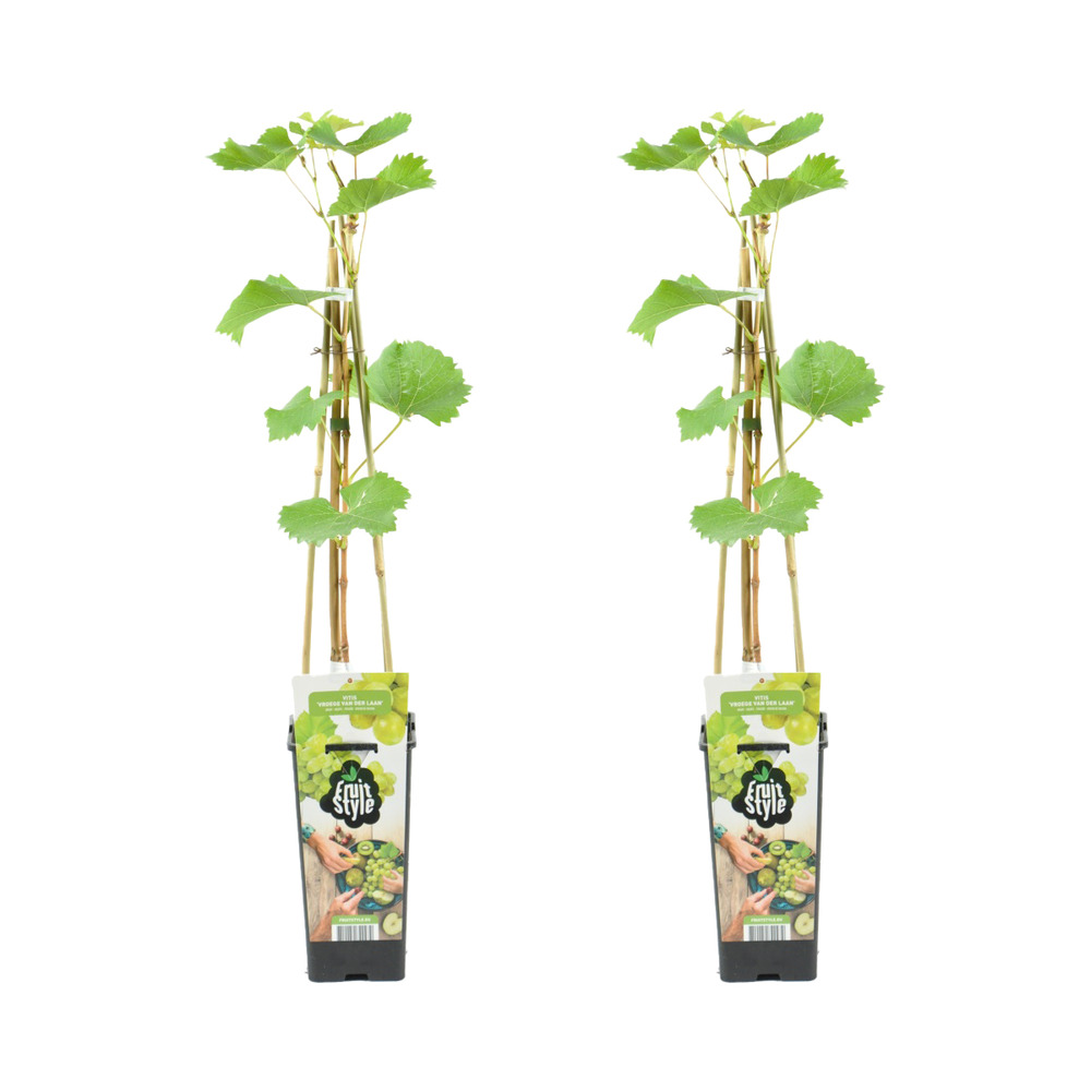 2x vitis vinifera 'vroege van der laan' - plant de raisin - ⌀14 cm - hauteur 60-70cm