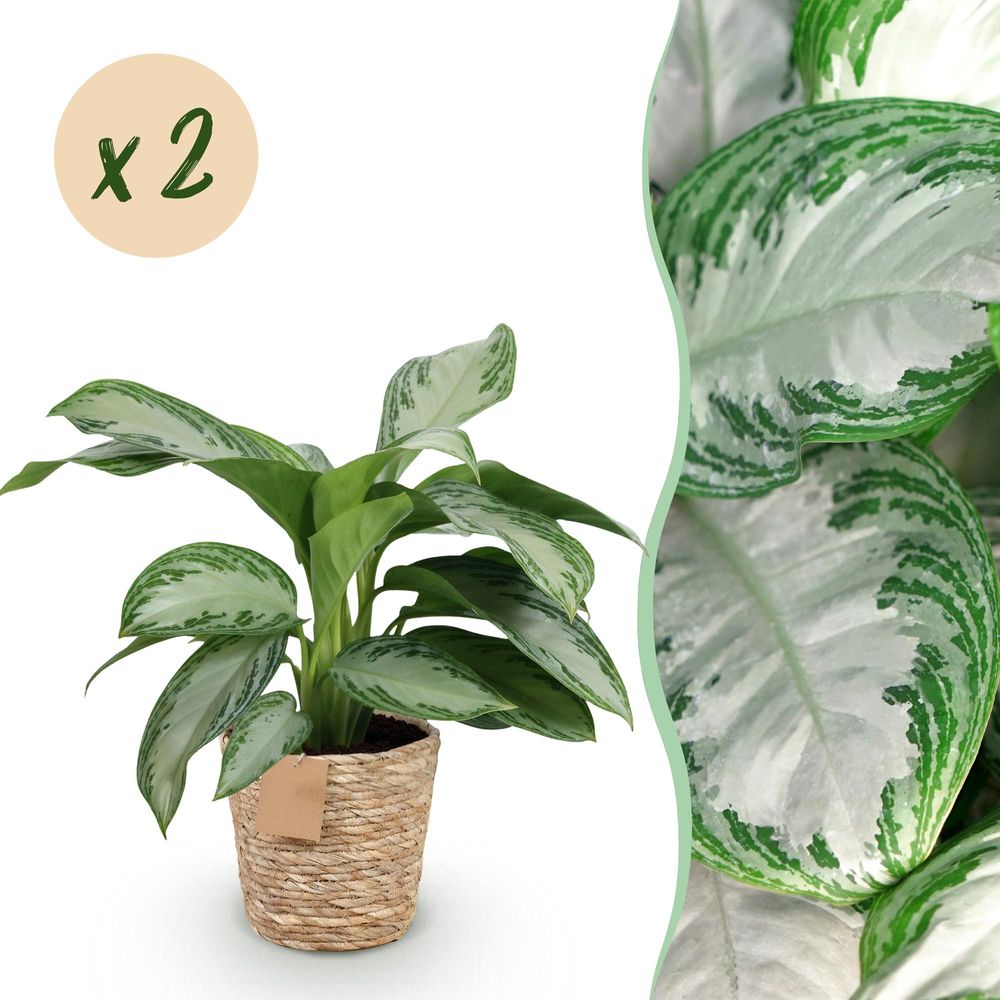 Aglaonema silver bay - pot de 17cm - hauteur 70-75cm - plantes d'intérieur