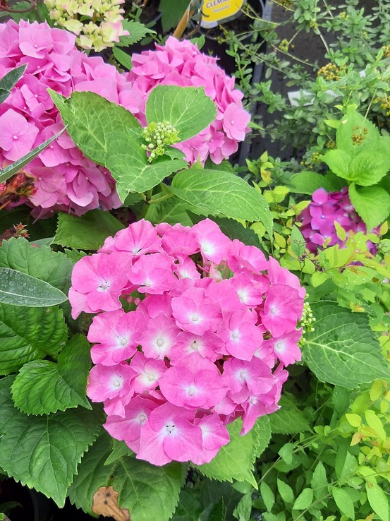 Hortensia 'bela' pot de 2l/3l