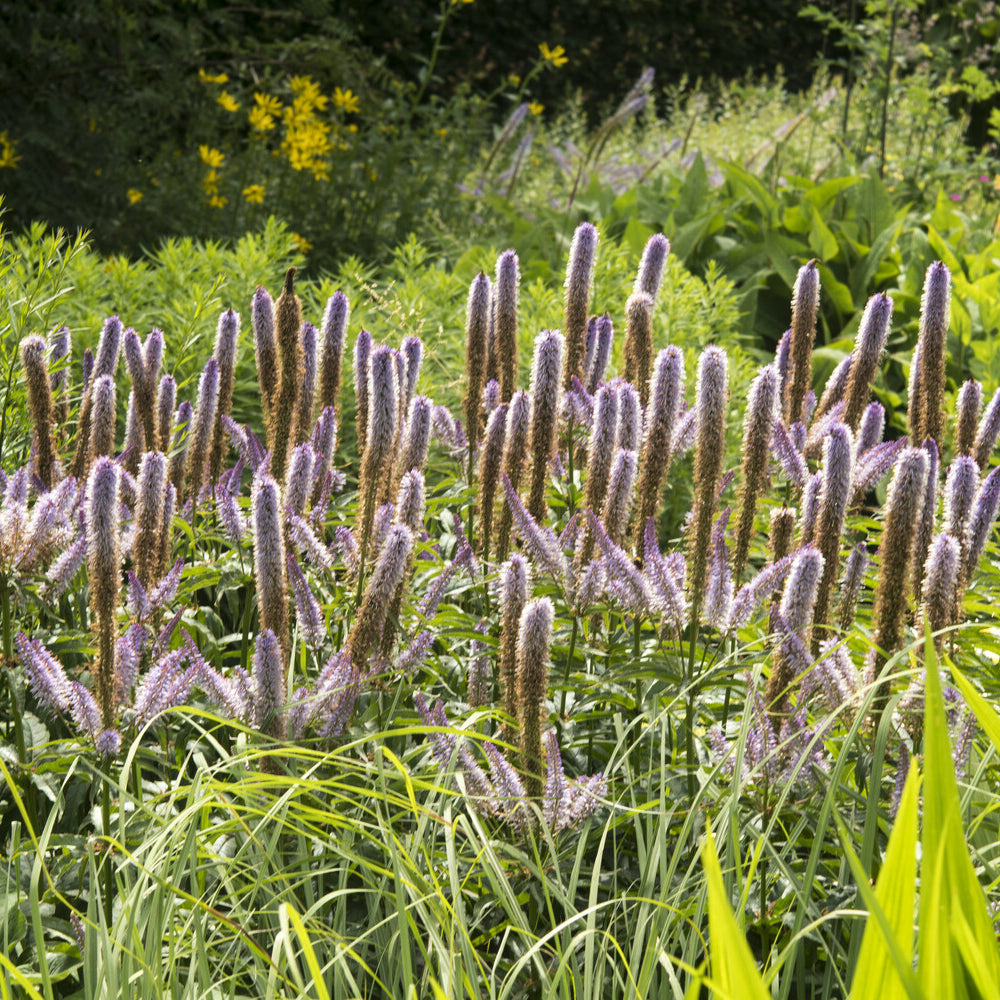 Véronique de virginie red arrows - le pot / ø 9cm