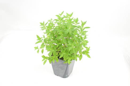 Plant de verveine citronnelle pot de 1l