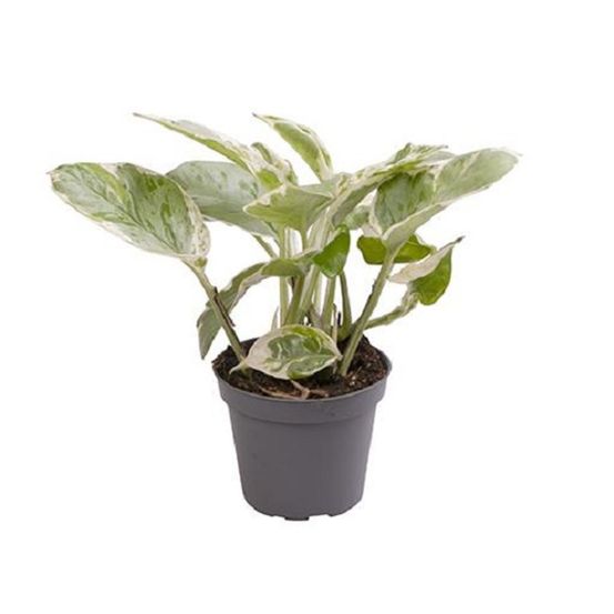 Epipremnum pinnatum