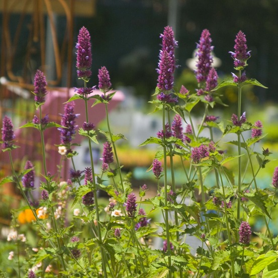 Agastache 'globetrotter' godet de 8/9 cm