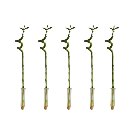 Lot de 5 - dracaena sanderiana - lucky bamboo - lucky bamboo - plantes d'intérieur - h. 40-50 cm