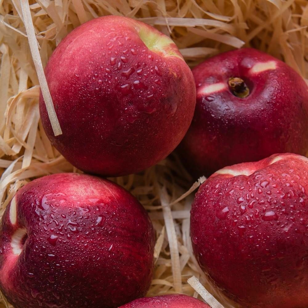 Pommier colonnaire chinon® 'delcoblu' pot de 7,5l - 80/100 cm