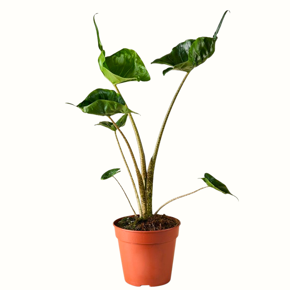 Alocasia stingray - 25cm