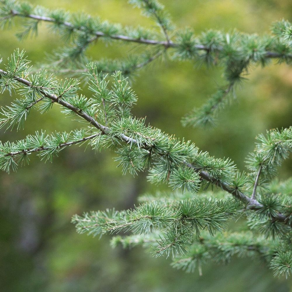 Cèdre du liban, cedrus libani pot de 20l - 175/200