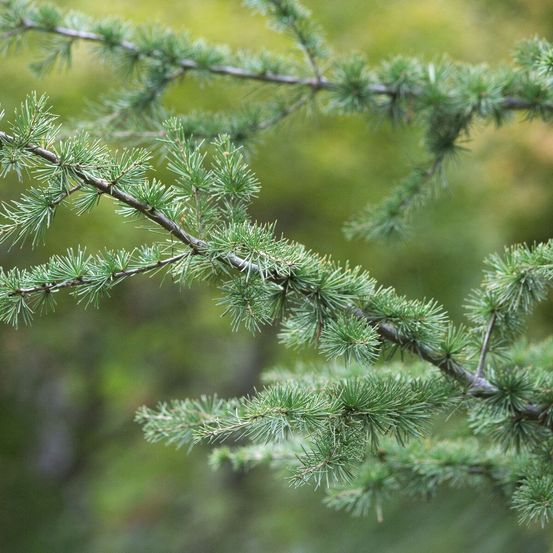 Cèdre du liban, cedrus libani pot de 20l - 175/200