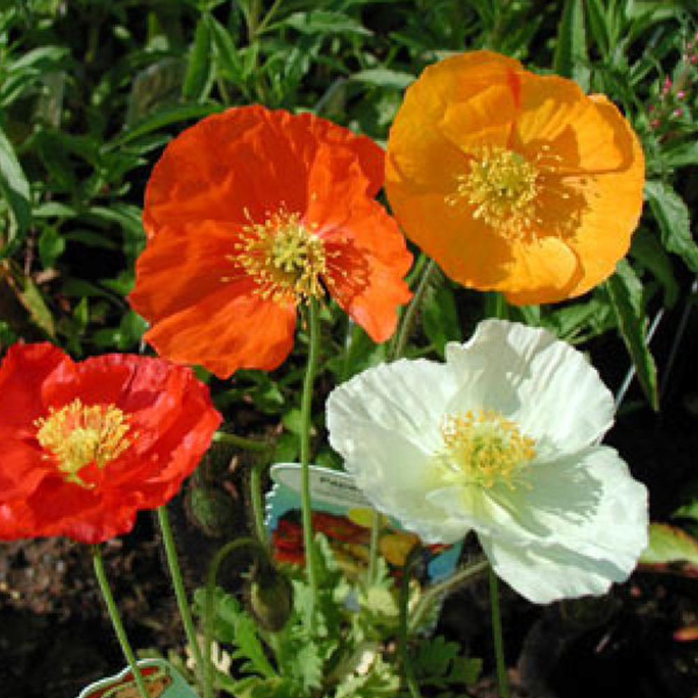 6 x pavot d'islande 'gartenzwerg' - papaver nudicaule 'gartenzwerg' - godet 9cm x 9cm
