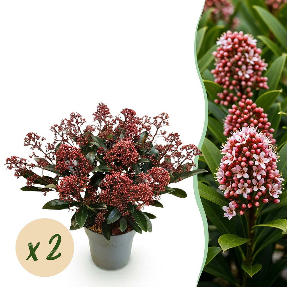 Skimmia japonica rubella – lot de 2 – pot 15 cm