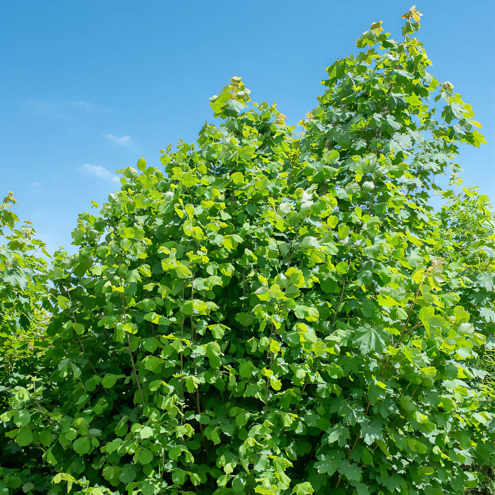 Noisetier vert - le pot / 2l, vendu par lot de 4