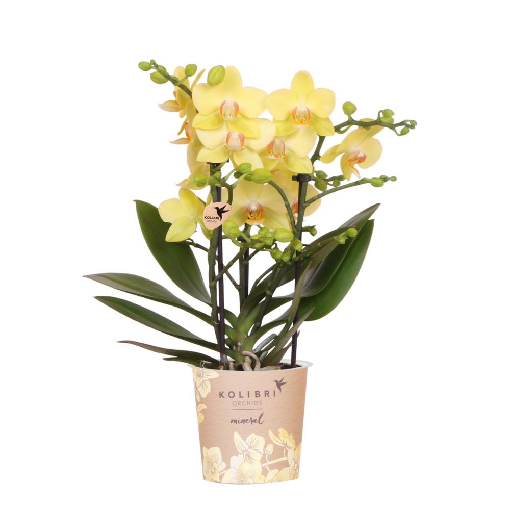 Orchidée phalaenopsis 'albenga' jaune (phalaenopsis) - pot de 9cm - sans cache-pot - plantes d'intérieur