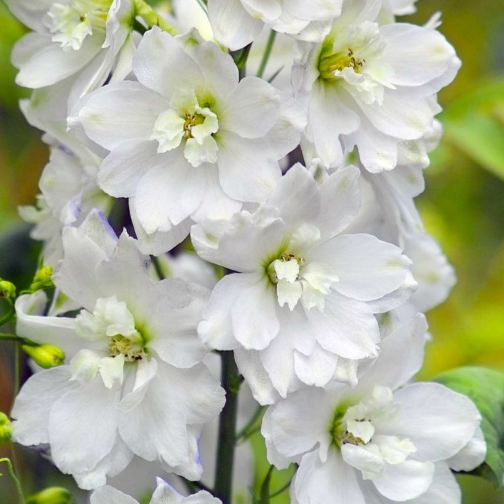 2 Pieds d'Alouette 'Galahad' (Delphinium '…