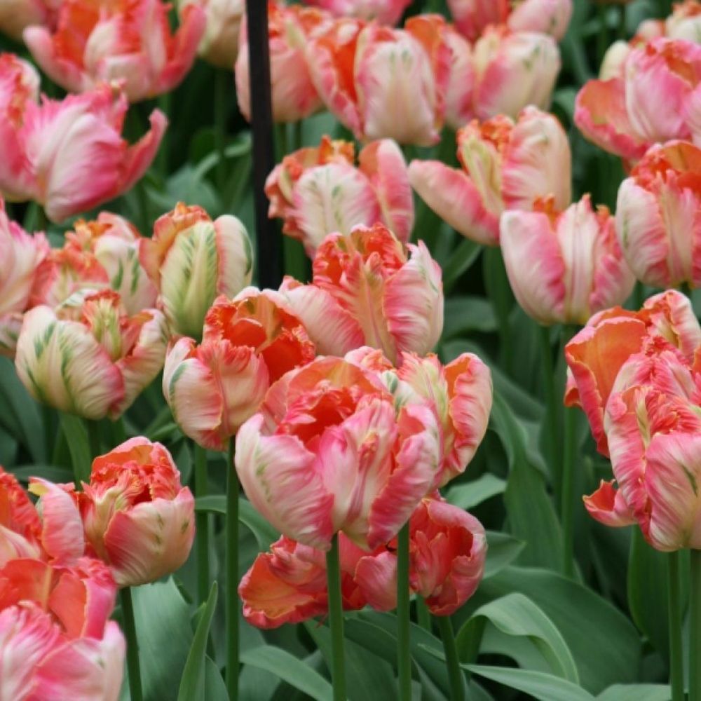 Tulipe perroquet 'apricot parrot' bulbe calibre 11+ (par 10)