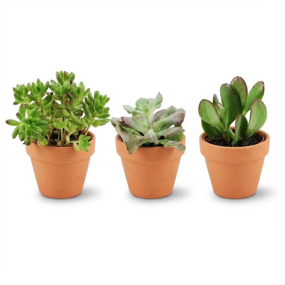 Mini mélange de succulentes - pot de 8cm - hauteur: 5-10 cm - pots en terre cuite