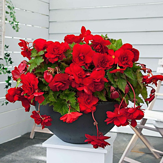 5 bégonias retombants scarlet - le sachet de 5 bulbes / circonférence 3-4cm, vendu par lot de 4