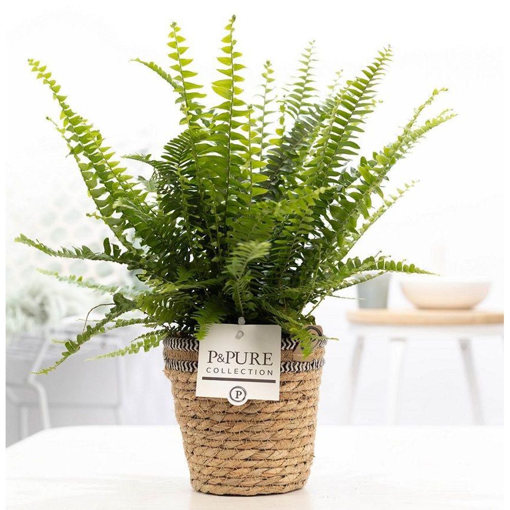 Fougère de boston - nephrolepis - en panier - ø12cm - ↕35cm - plante d’intérieur
