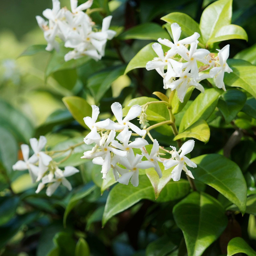 Jasmin étoilé - le pot / ø 9cm, vendu par lot de 2