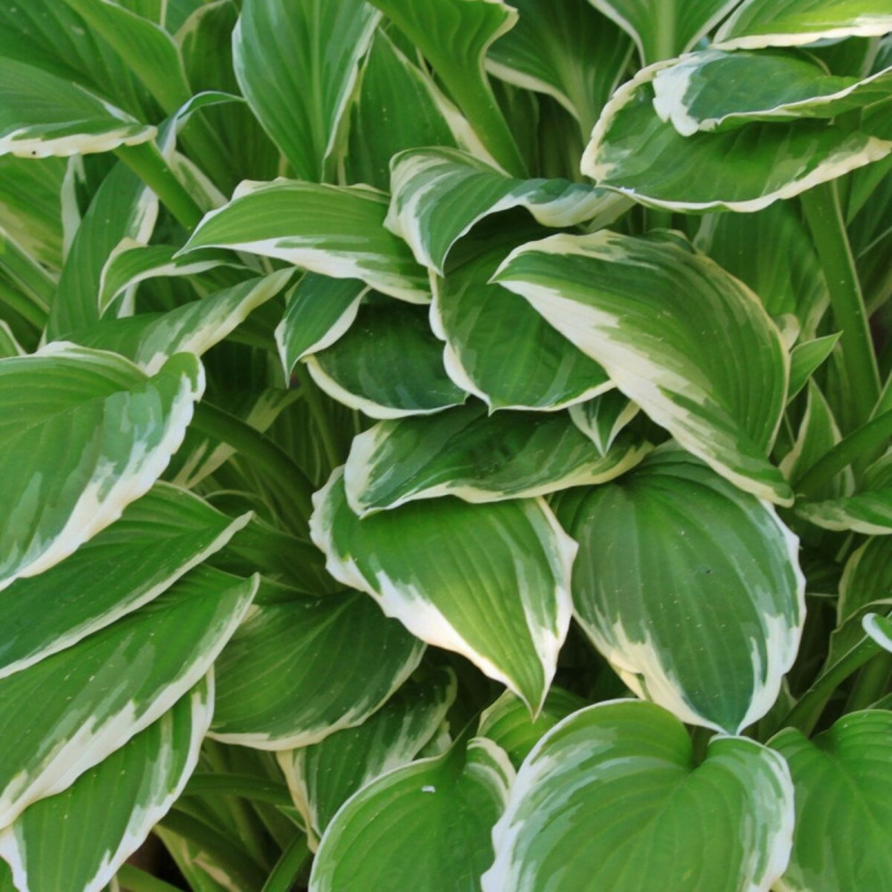 Hosta wide brim godet - 5/20 cm