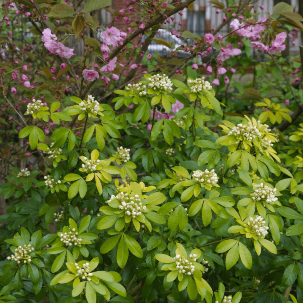 Oranger du mexique doré sundance® 'lich', choisya pot de 10l - 60/80 cm