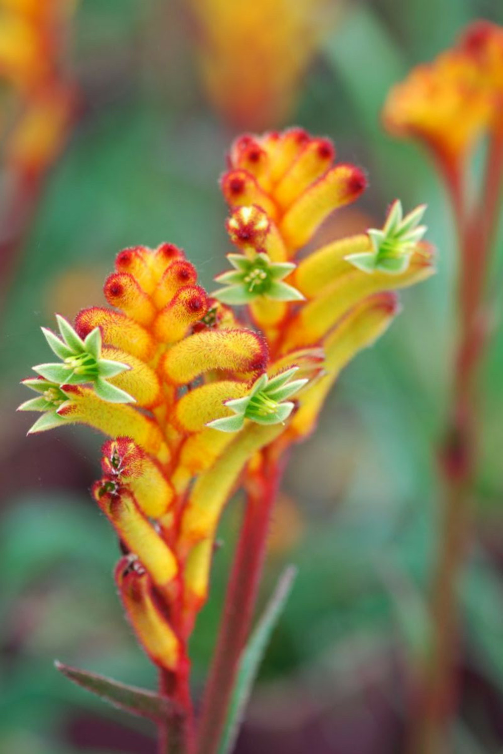 Anigozanthos 'bush fire' - en pot de 3 litres