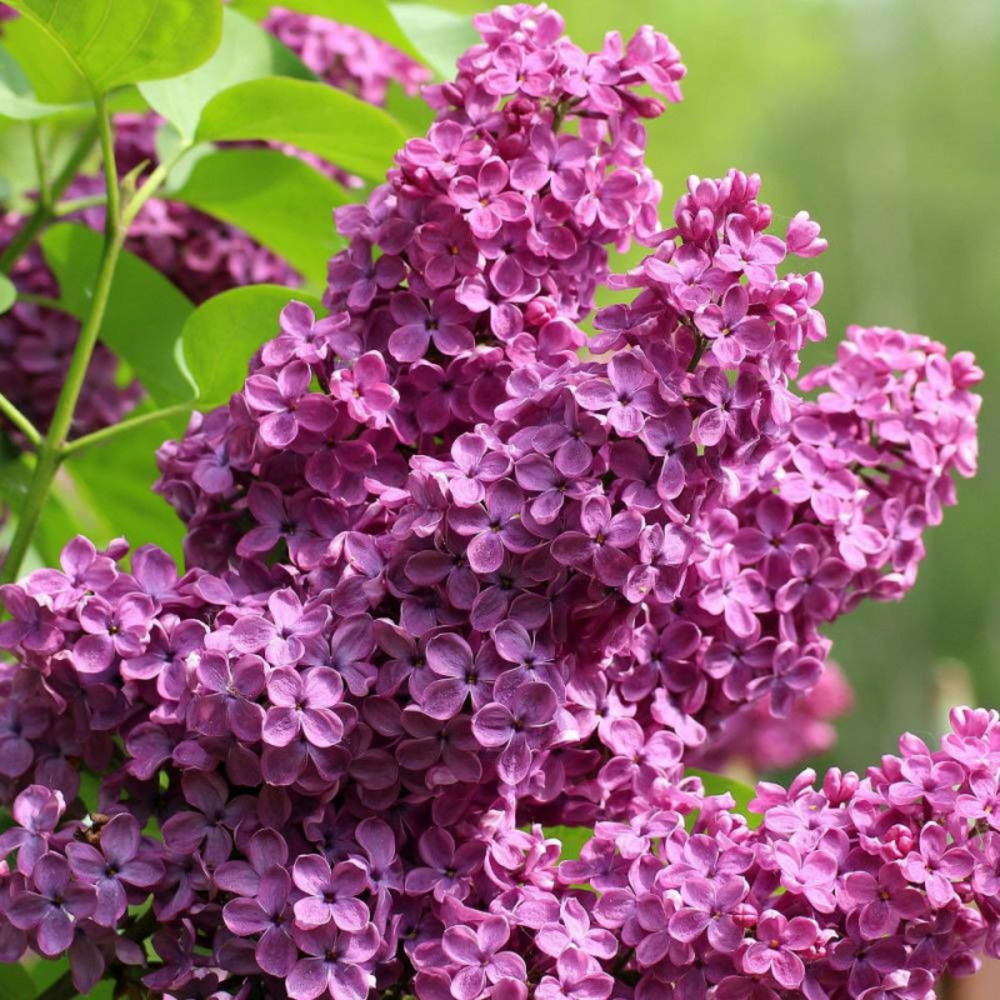 Lilas commun prince wolkonsky®, syringa pot de 4l - 60/100 cm