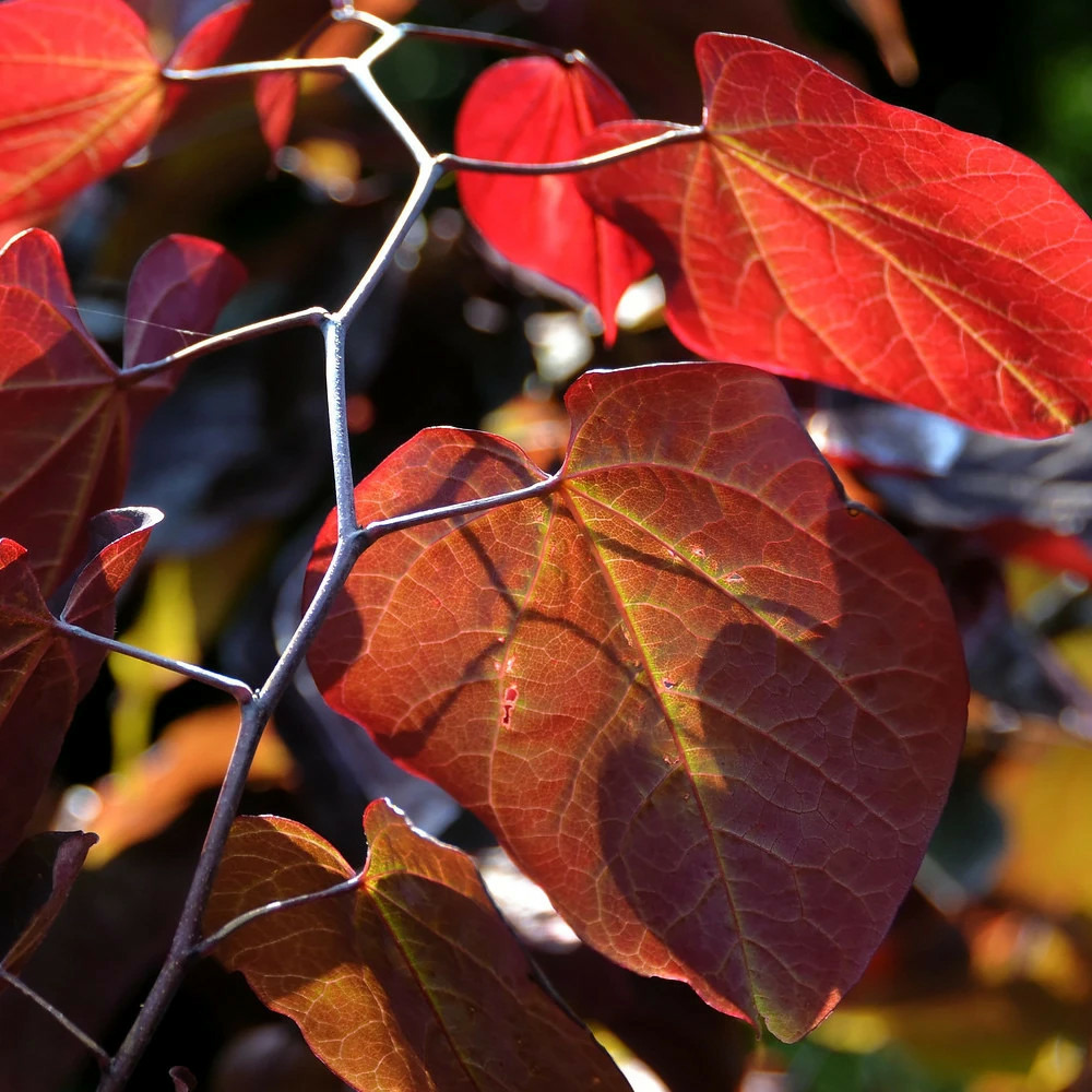Cercis du canada ace of spades, arbre de judée, gainier du canada pot de 15l - 100/150 cm