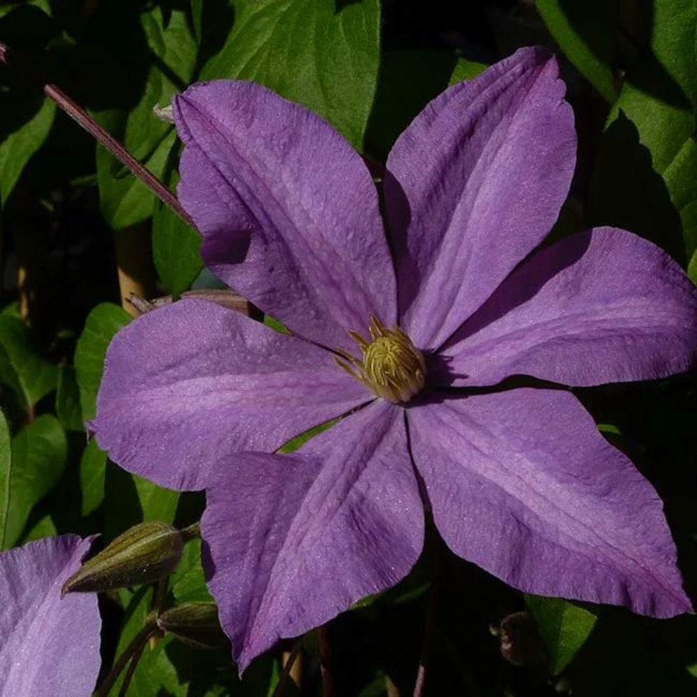 Clématite 'madame baron veillard' - clematis 3l - 60/90cm
