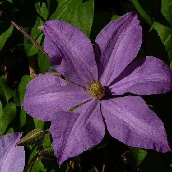 Clématite 'madame baron veillard' - clematis 3l - 60/90cm