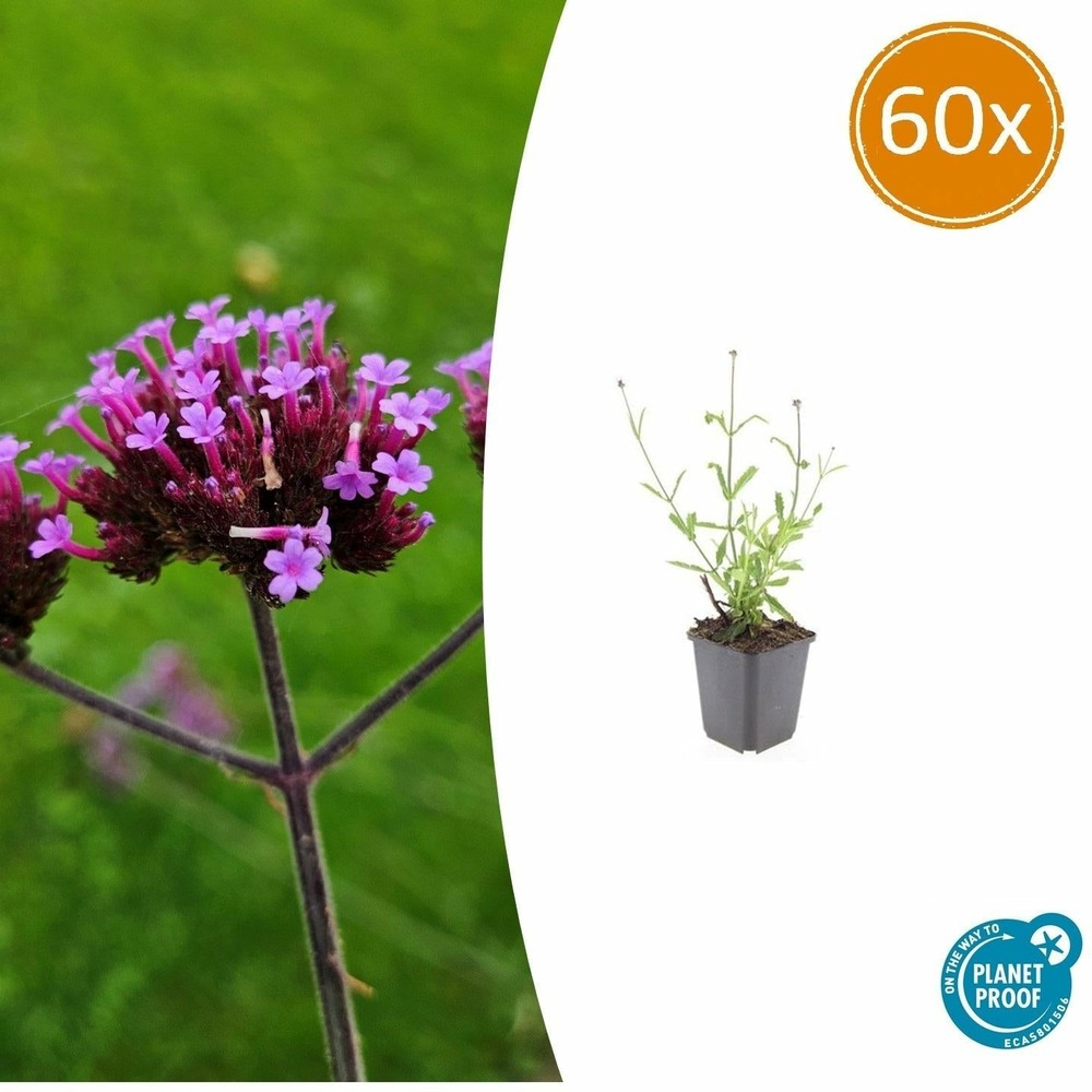 Verveine de buenos aires 'lollipop' x60 – entre 3,75 et 5m2