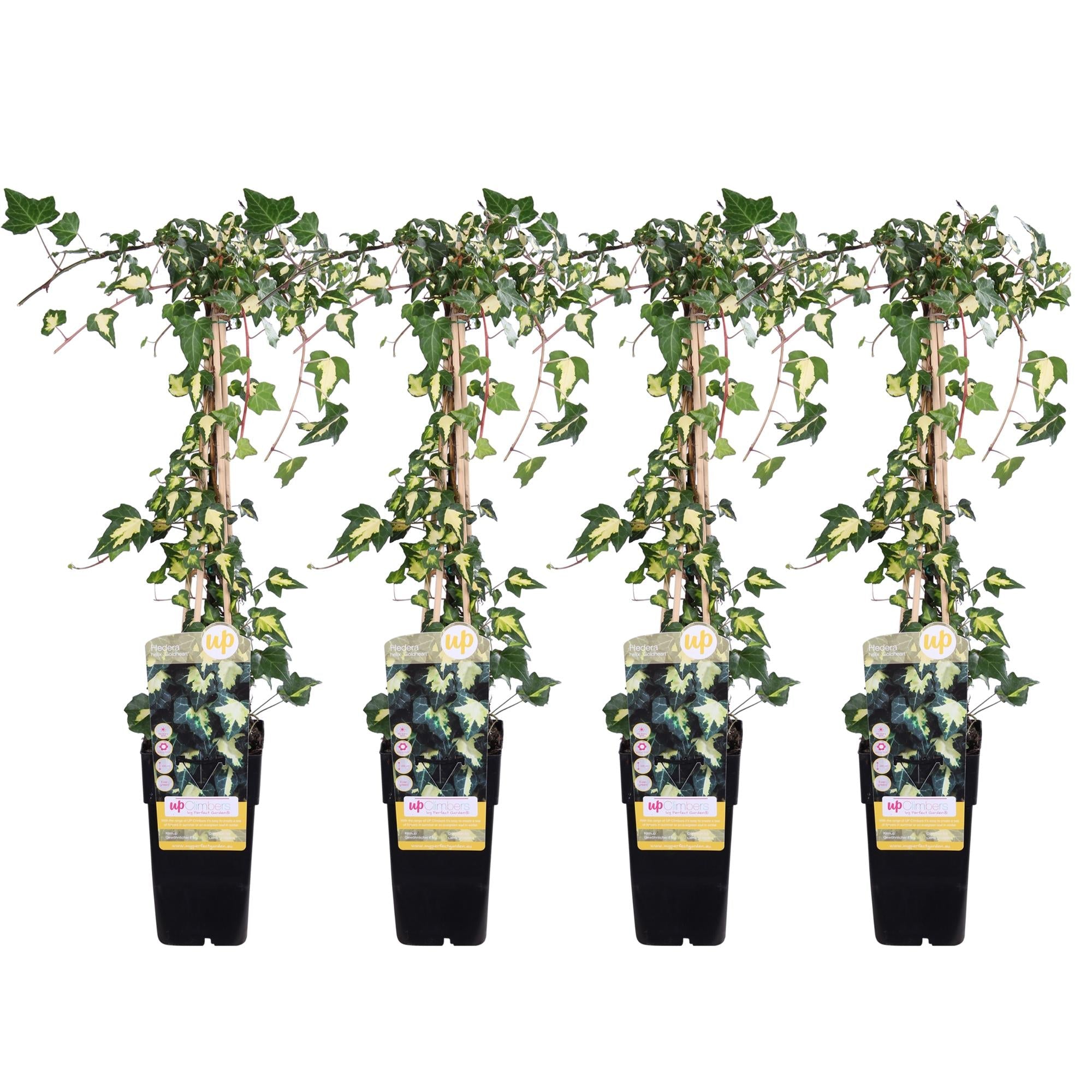 Lierre variegata - lot de 4 - ↨65cm - ø15 - plante grimpante d'extérieur