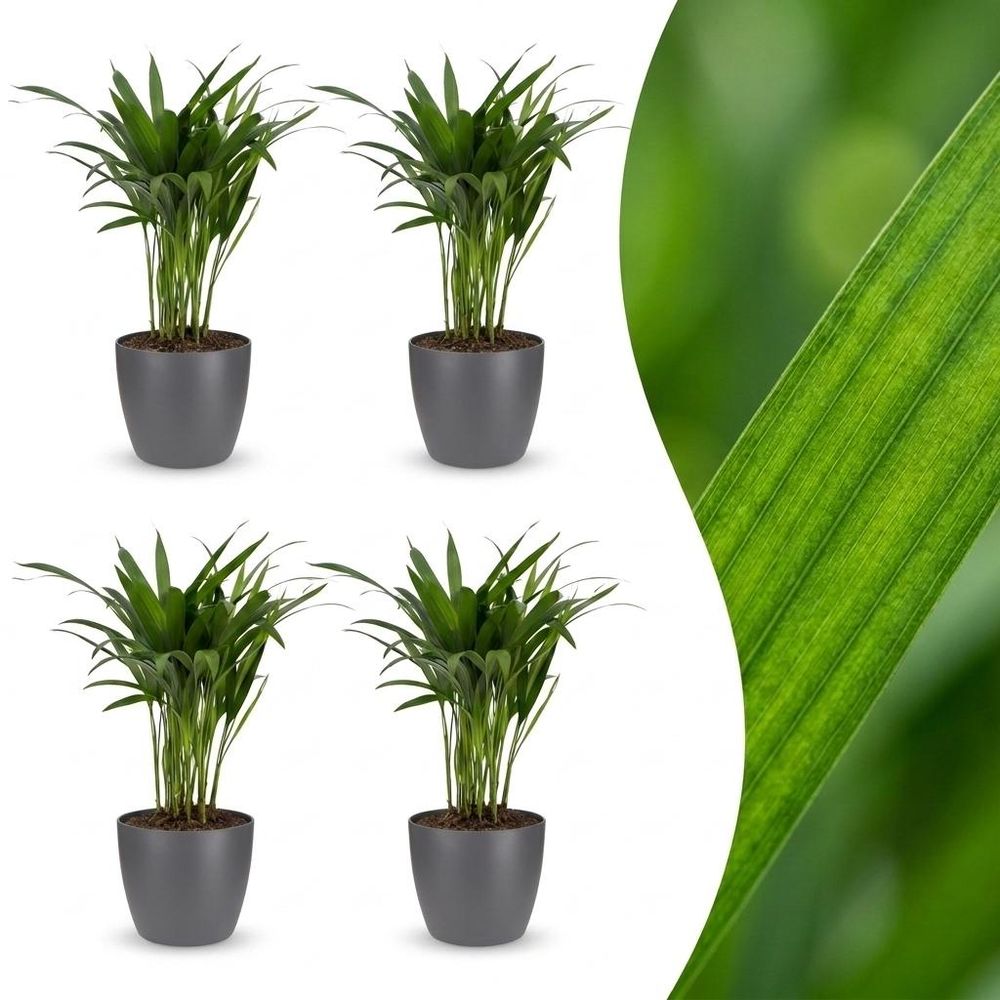 Palmier areca - dypsis lutescens - avec pot gris - lot de 4 - ø12cm - ↕45cm - plante d’intérieur