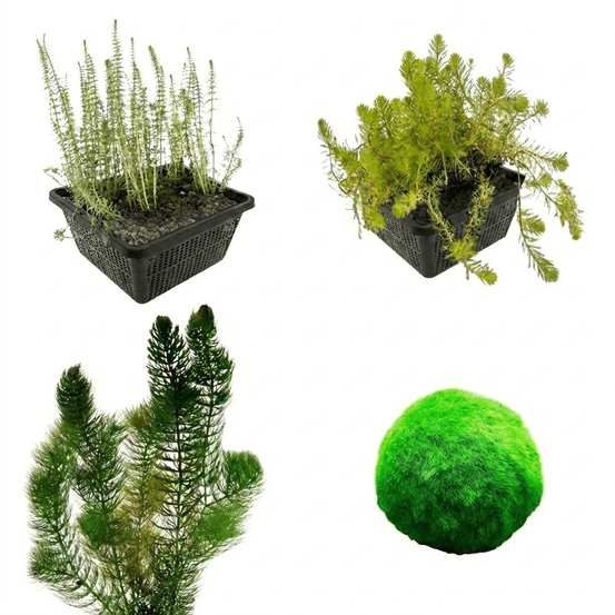 Plantes oxygénantes 500-1250 l - contre les algues